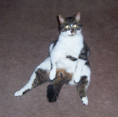 Little P - Cat