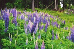 Photo of Lupine