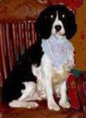Magic Ball (English Springer Spaniel)