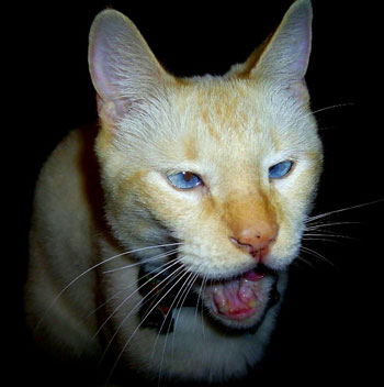 Marty the Cat