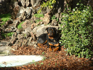 Max (Rottweiler)