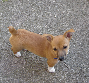 Mia - Jack Russell Terrier