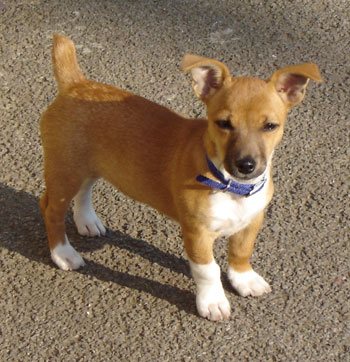 Mia - Jack Russell Terrier