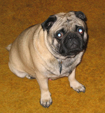 milo pug milo pug thriftyfun milo pug milo pug thriftyfun