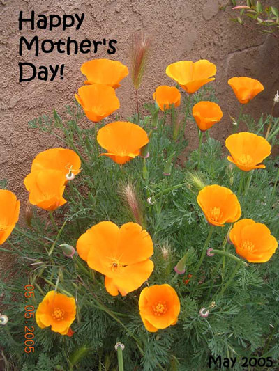 mothersdaycardpoppy.jpg