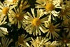 The Queen of Fall Flowers - the Magnificent Mum