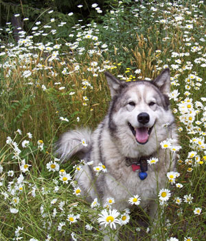 Myatuk (Alaskan Malamute)