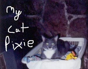mycatpixie.jpg