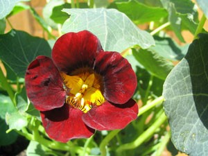 nasturtium.jpg