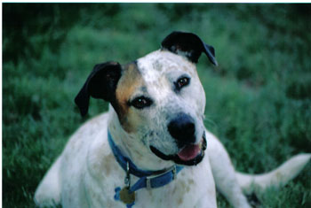 Nelson - Pitbull Bird Dog Mix