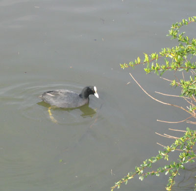 nestonwater1.jpg