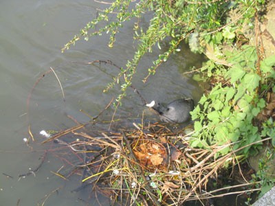 nestonwater3.jpg