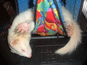 Nibler (ferret)