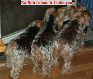 Princess, Romeo and Juliet (Yorkshire Terriers)
