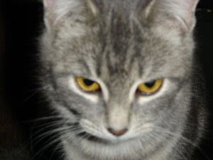 Nubbins the Cat