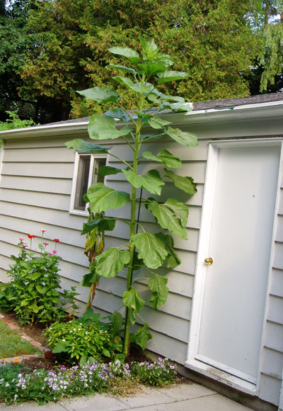ontariosunflower.jpg
