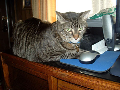 oscarcat.jpg