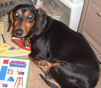Peanut (Dachsund)