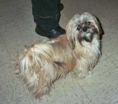 Pebbles (Shih Tzu)