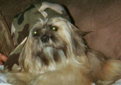 Pebbles (Shih Tzu)