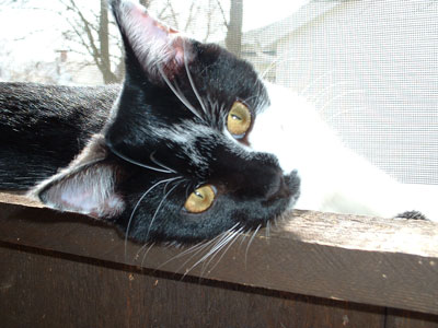 Petey the Cat