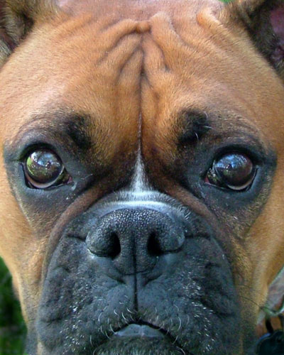 Sugar the Boxer