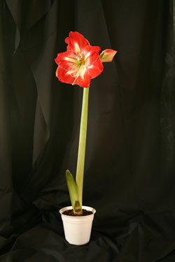 Photographing Flowers