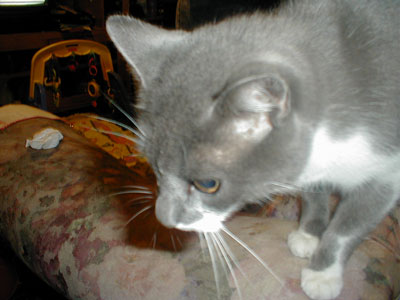 Piers the Cat