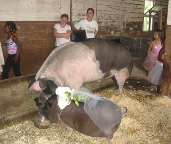 Pig Wedding