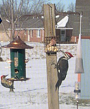 Pileated Woodpecker and Bird Feeder Pole