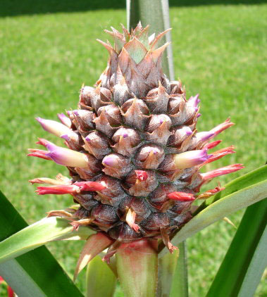 Is This a Pineapple Growing on My Plant?