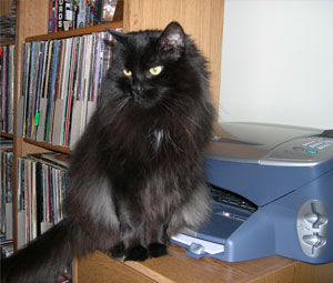 Cat Loves Photos