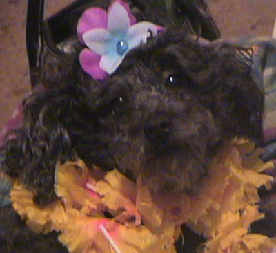 Queenie - Toy Poodle