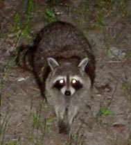 raccoon_bandit.jpg