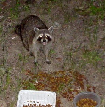 raccoon_hungry.jpg