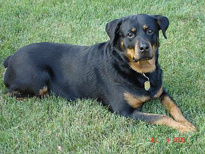 Rebel - German Rottweiler