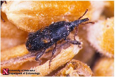 riceweevil.jpg