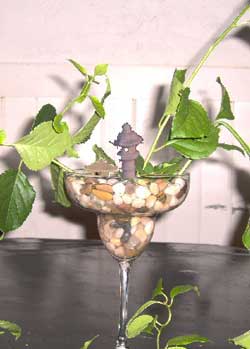 Rock Garden Cutting Glass