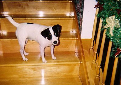 More Rocky (Jack Russell Terrier)