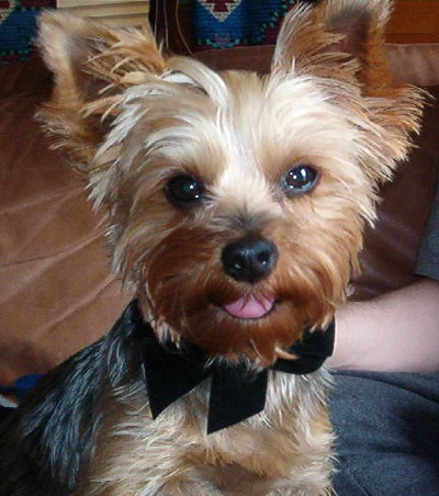 yorkie stories yorkie poodle haircuts 17 best images about yorkiepoo on poodles yorkie stories yorkie poodle haircuts 17 best images about yorkiepoo on poodles
