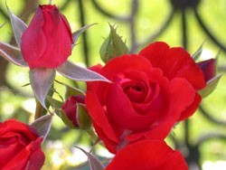 Tips on Growing Roses