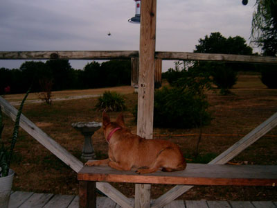 rustyonporch.jpg