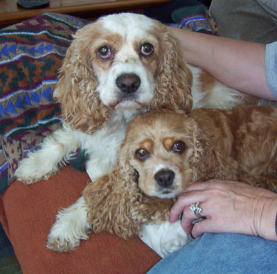 Sammy (Cocker Spaniel)
