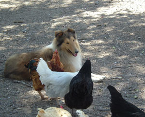 Sandy (a Collie) and His Friends