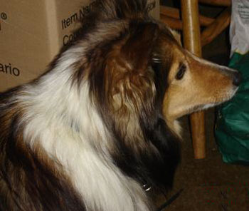 Sassie (Sheltie)
