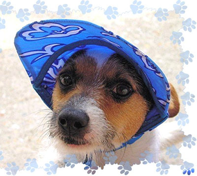 Sassy Richardson (Jack Russell Terrier X)