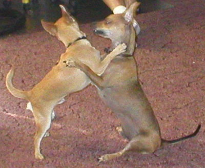 Scooter (Chihuahua) and Toby (Chihuahua/Min Pin)