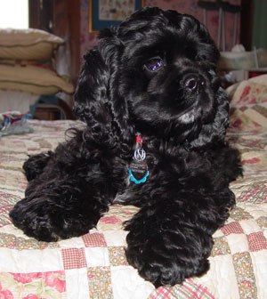 Seamus (Cocker Spaniel)
