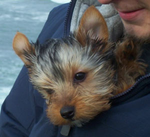 Shadow (Yorkshire Terrier)
