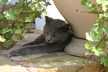 Shadow Taking Her Cat Nap